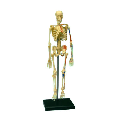 Анатомическая модель "Скелет человека", 46 элементов человека, инструкция на русском языке инфо 320b.