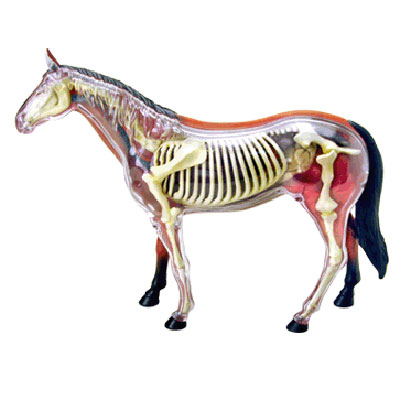 Анатомическая модель "Лошадь", 26 элементов модели, инструкция на русском языке инфо 794b.