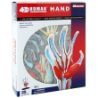 Анатомическая модель "Кисть руки человека", 28 элементов человека, инструкция на русском языке инфо 797b.