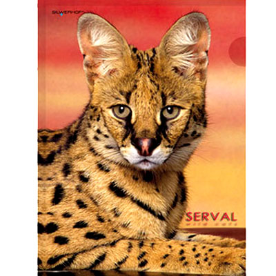 Папка-уголок "Serval" Формат А4 31 см х 22 см инфо 1018b.