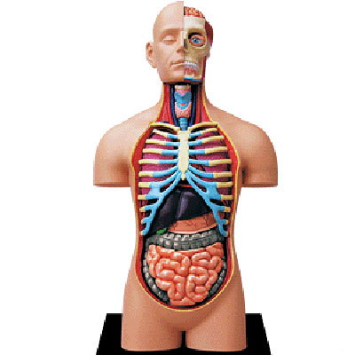 Анатомическая модель "Торс человека", 54 элемента человека, инструкция на русском языке инфо 5352e.