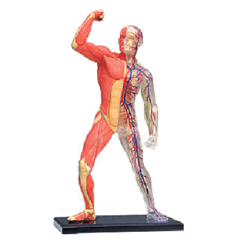 Анатомическая модель "Скелет человека с мышцами", 46 элементов человека, инструкция на русском языке инфо 5354e.