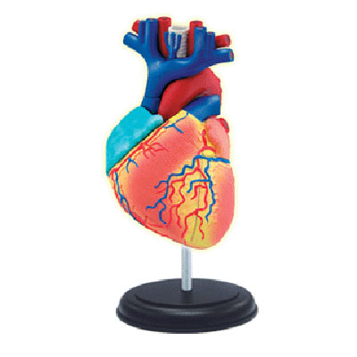 Анатомическая модель "Сердце человека", 31 элемент человека, инструкция на русском языке инфо 5355e.