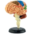 Головной мозг человека Анатомическая модель, 32 элемента Серия: 4D Human Anatomy инфо 5356e.